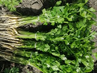 I have for sale a small list of parsley
