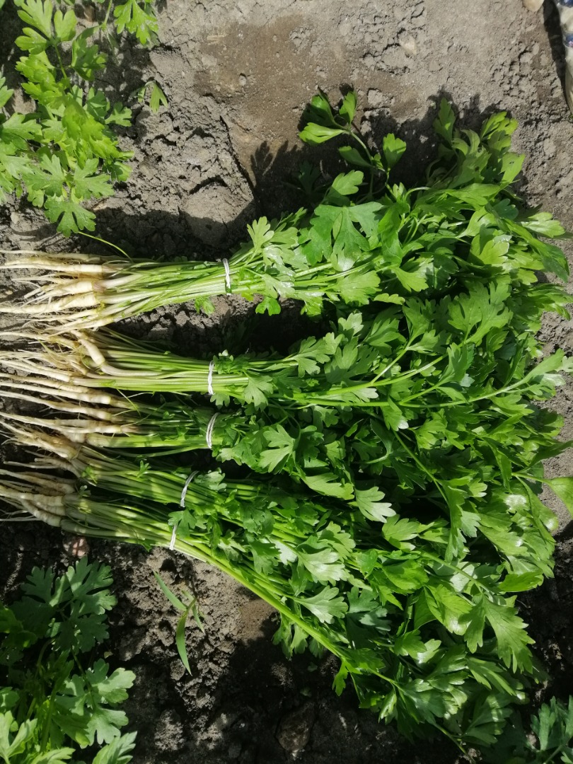 I have for sale a small list of parsley and parsley with young root