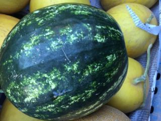 I will sell Melon Galia. We are looking for