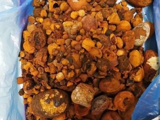 cattle gallstone available for you today in a any