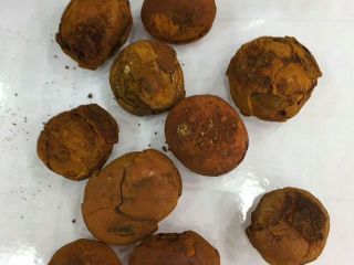 cattle gallstone available for you today in a any