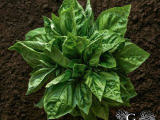 Fresh and green Basil from Ensenada, Baja California, Mexico.