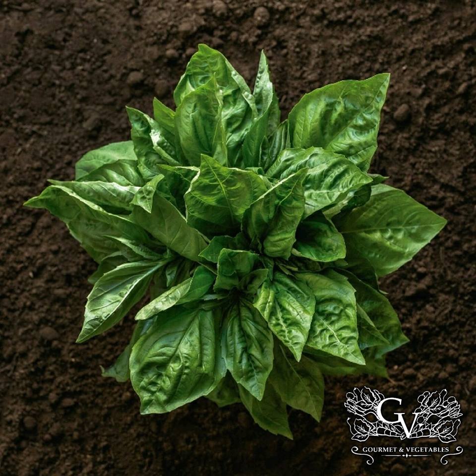 Fresh and green Basil from Ensenada, Baja California, Mexico