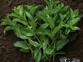 Excellent fresh mint. High quality product. Send message for