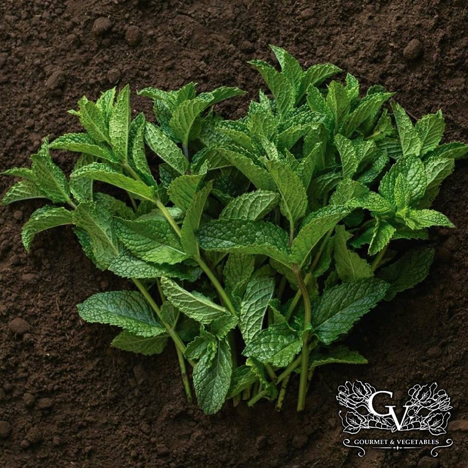 Excellent fresh mint
