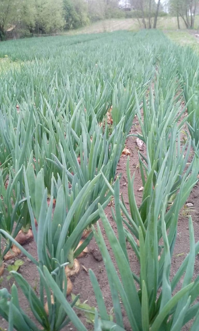 fresh shapely onion chives ..
