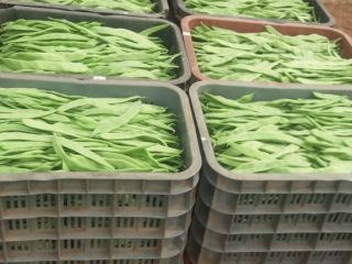 I will sell sugar peas, 1st class. Wholesale quantities.