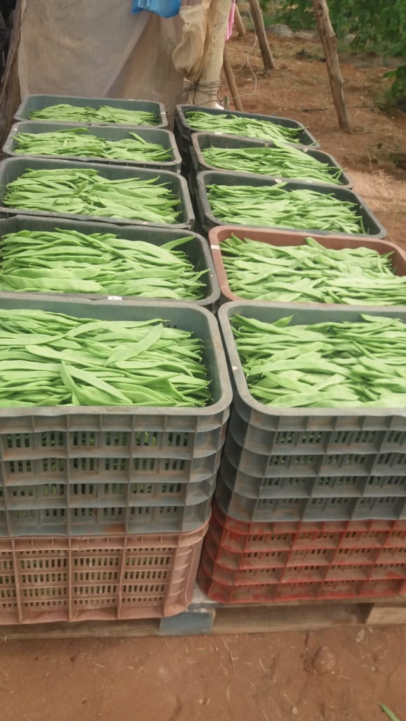 I will sell sugar peas, 1st class