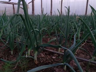 I am selling 25000 -30000 green onion threads, price