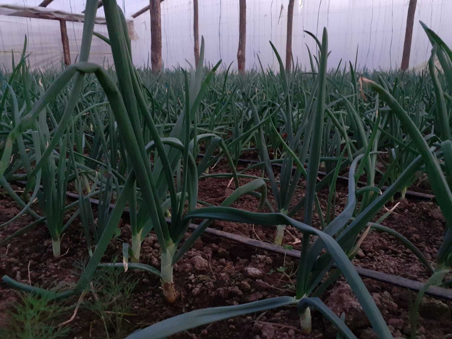 I am selling 25000 -30000 green onion threads, price 0.10 bani / uncleaned thread, in the Adjud Vrancea area
