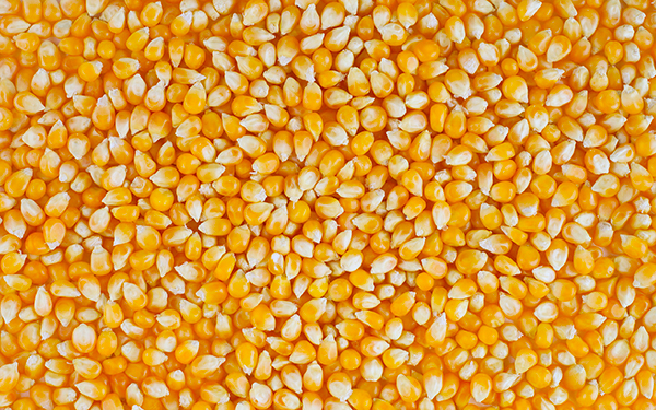 Max Toriya company offers cooperation on the terms of grain export abroad, in the long term