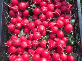 RADISH FOR SALE 1000 BUNCHES, 10 PIECES IN A