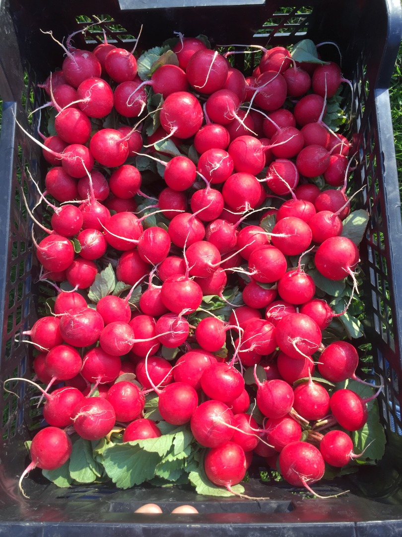 RADISH FOR SALE 1000 BUNCHES, 10 PIECES IN A BUCKET POSSIBILITY OF CUSTOMER ORDERS, PALLET QUANTITIES, POSSIBILITY OF TRANSPORT AND COOPERATION I HAVE A RADISH