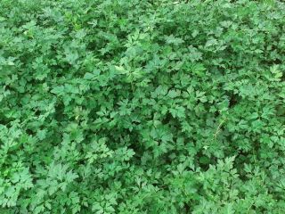 Appreciated and experienced breeders, offers for sale 1000 BIO