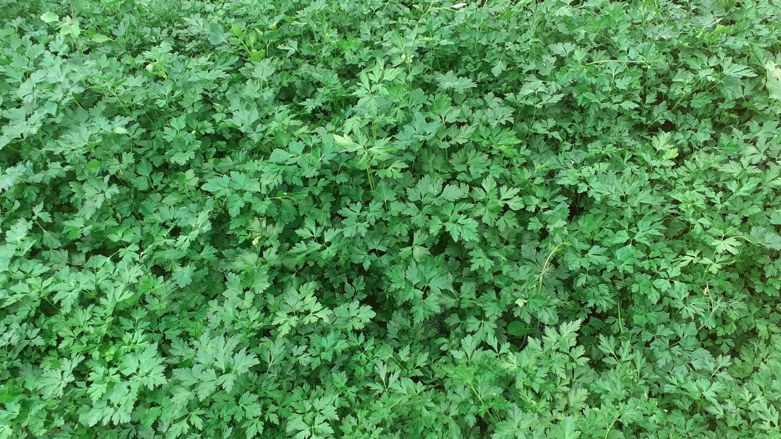 Appreciated and experienced breeders, offers for sale 1000 BIO Parsley ties