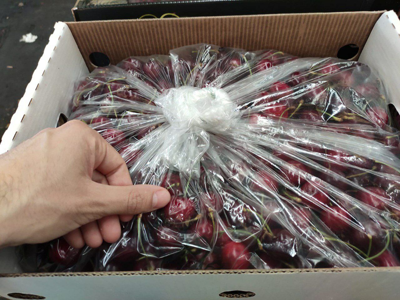 Specifications Fresh Cherry 1) Fresh cherry 2) Early large-size ripening 3) Average weight: 10 g 4) Diameter: 24+ mm 5) The stalk is short and the stiff pulp