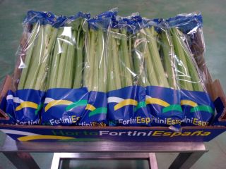 I will sell celery planted in accordance with the