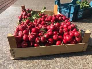 I will sell radishes bunches wholesale quantities, packaging under