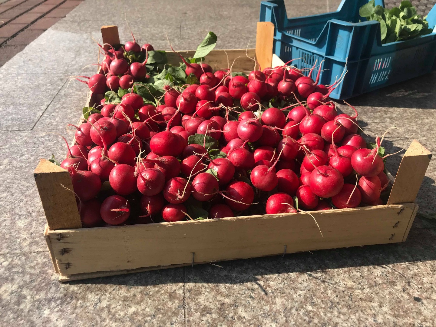 I will sell radishes bunches wholesale quantities, packaging under the order