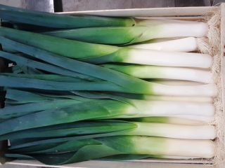 I will sell it. Wholesale quantities, fresh leek, leek