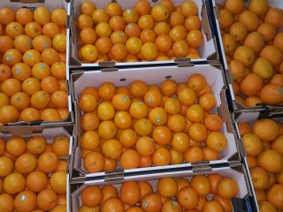 I will sell Valencia oranges class 1 size 40-48-56-64