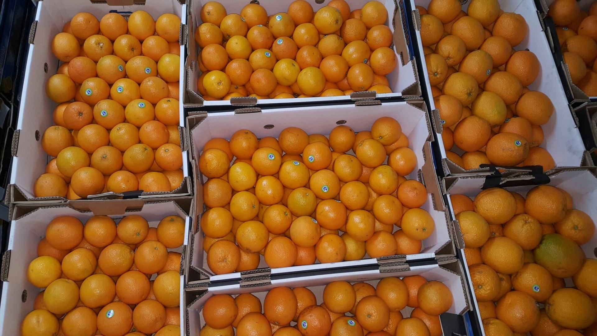 I will sell Valencia oranges class 1 size 40-48-56-64