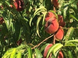 We offer peaches 22s, 24s, 26s, 28s and flat