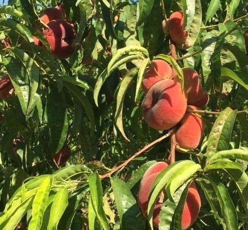 We offer peaches 22s, 24s, 26s, 28s and flat peaches, b