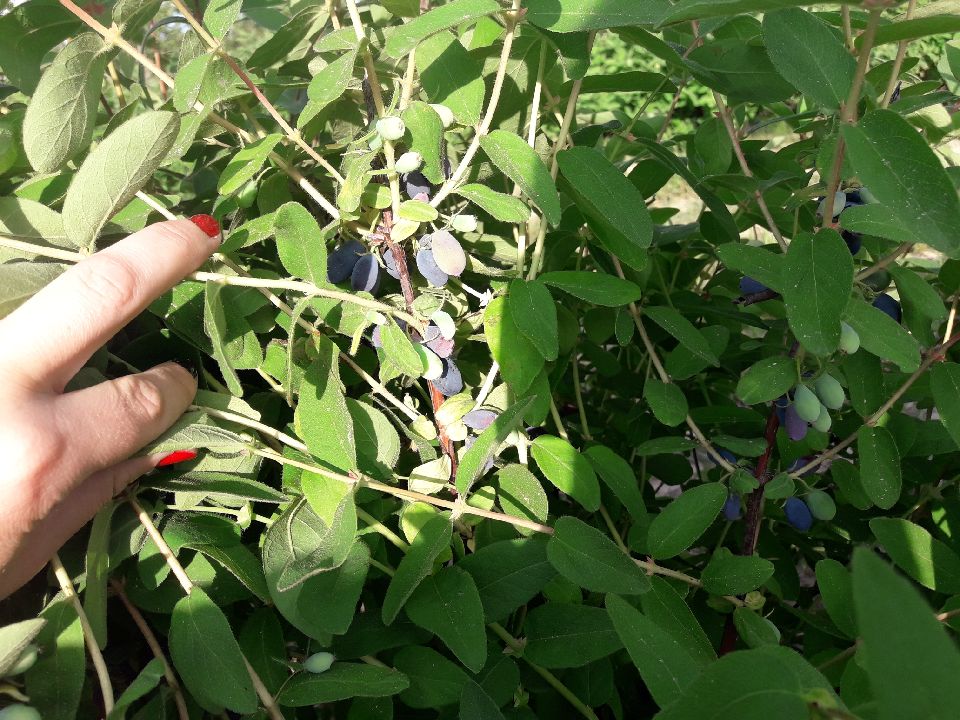 Hello, I sell fruit of Kamchatka berries, varieties of Wojtek and Zojka, cultivation area of ​​1 ha