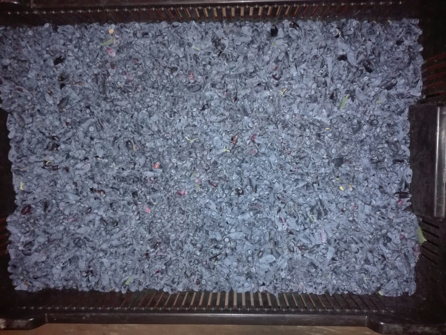 I will sell organic berries of Kamchatka berries - Wojtek variety (the tastiest variety)
