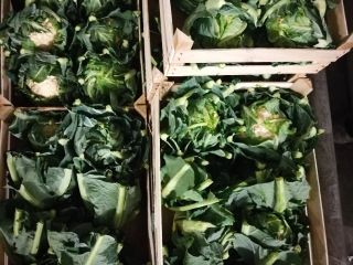 I will sell cauliflower, Polish, nice, fresh, 48 boxes,