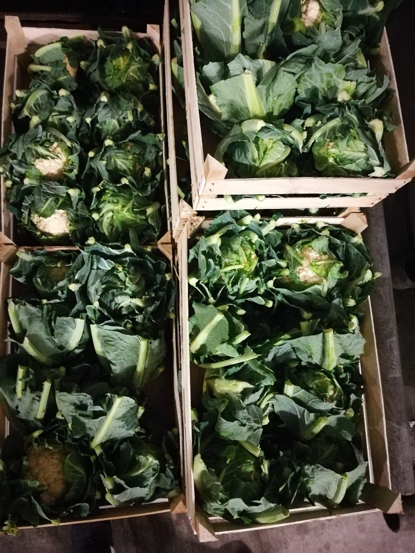 I will sell cauliflower, Polish, nice, fresh, 48 boxes, 8 pcs./skin, caliber 11-12 cm, the amount 5 5 pallets