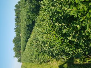Good morning, I will sell the berries of Kamchatka