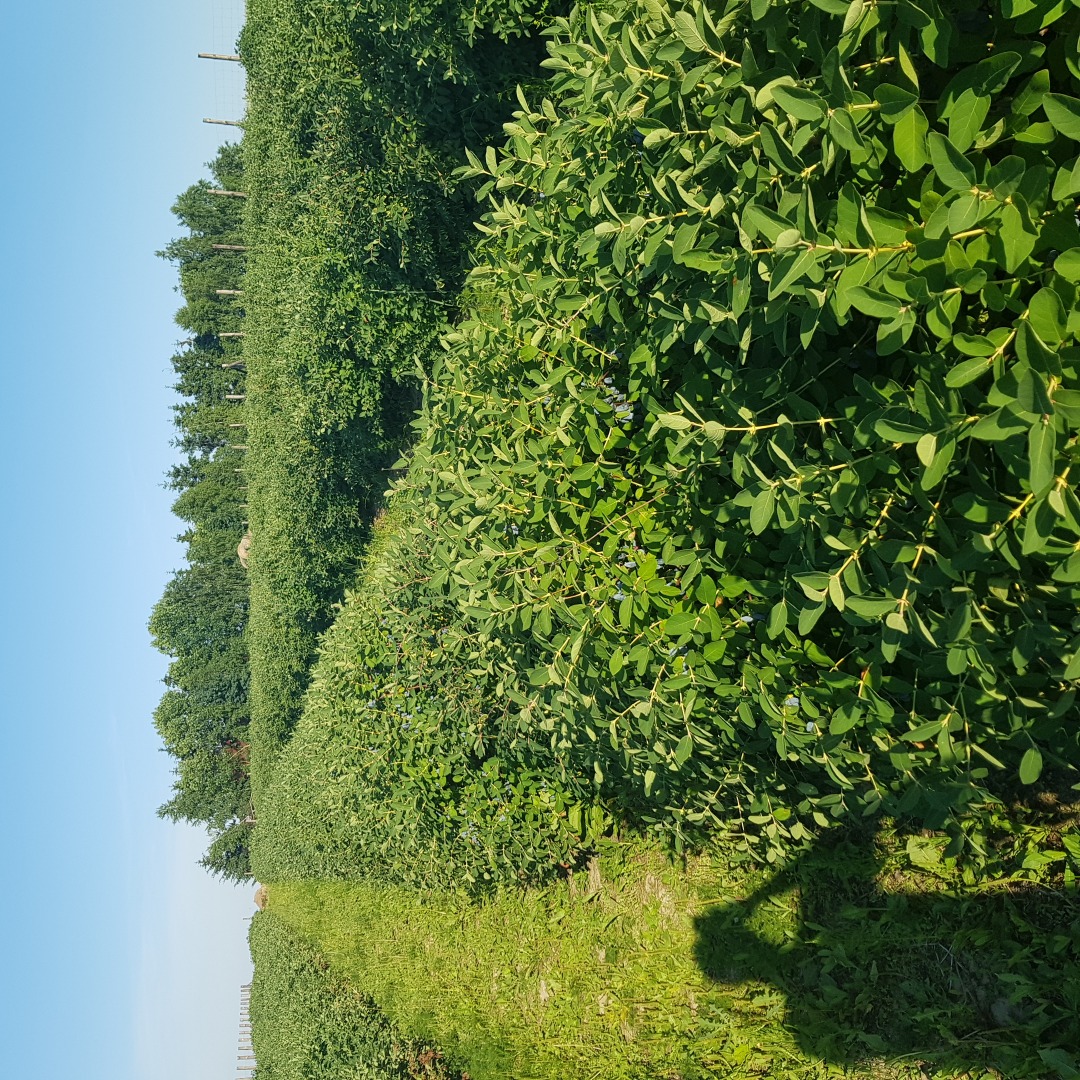 Good morning, I will sell the berries of Kamchatka berries from the 2018 season