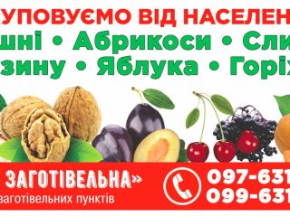 We are the first purchasing company. We offer cherries