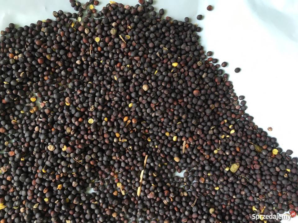 I will sell RZEPAK grain * Country of origin - Ukraine