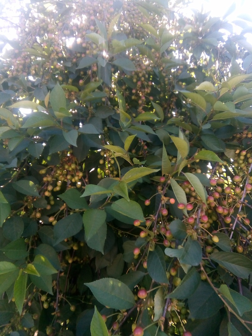 Selling cherries on the trunk plantation cared for over 2h about 60 tons of fruit from the tree