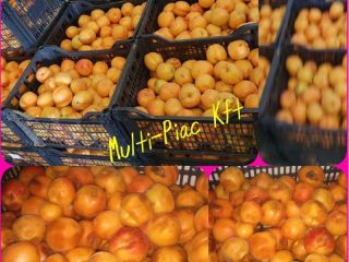 Apricots, industrial We offer the highest quality industrial apricot