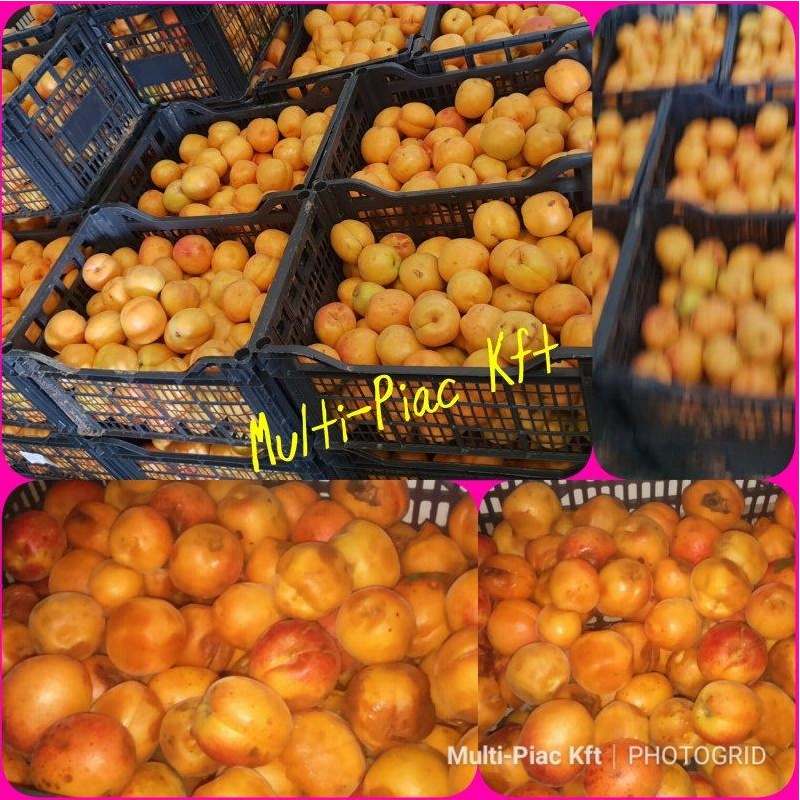 Apricots, industrial We offer the highest quality industrial apricot and apricot pulp