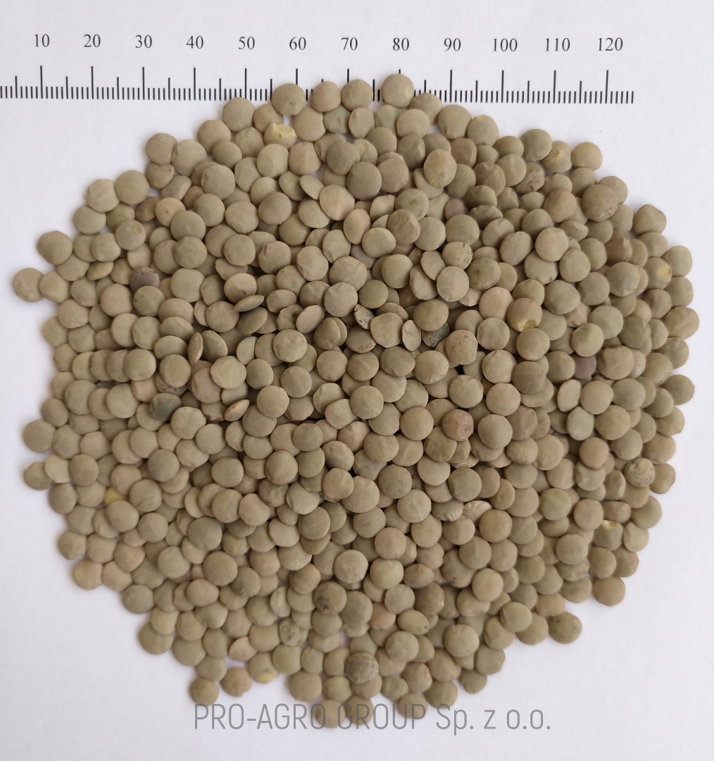 *** Green food lentils *** Quality parameters: Purity - 99.9% Humidity - no more than 12.0% Garbage admixtures - 0% Damaged grains - 0.1% Caliber - 5+ 6+ Batch