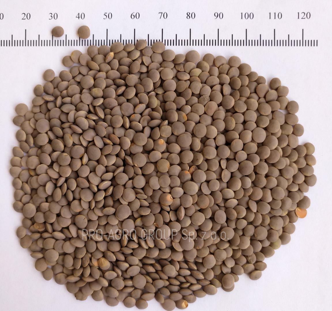 **** Lentils brown food **** Quality parameters: Purity - 99.9% Humidity - no more than 12.0% Garbage admixtures - 0% Damaged grains - 0.1% Caliber - 4+ Batch