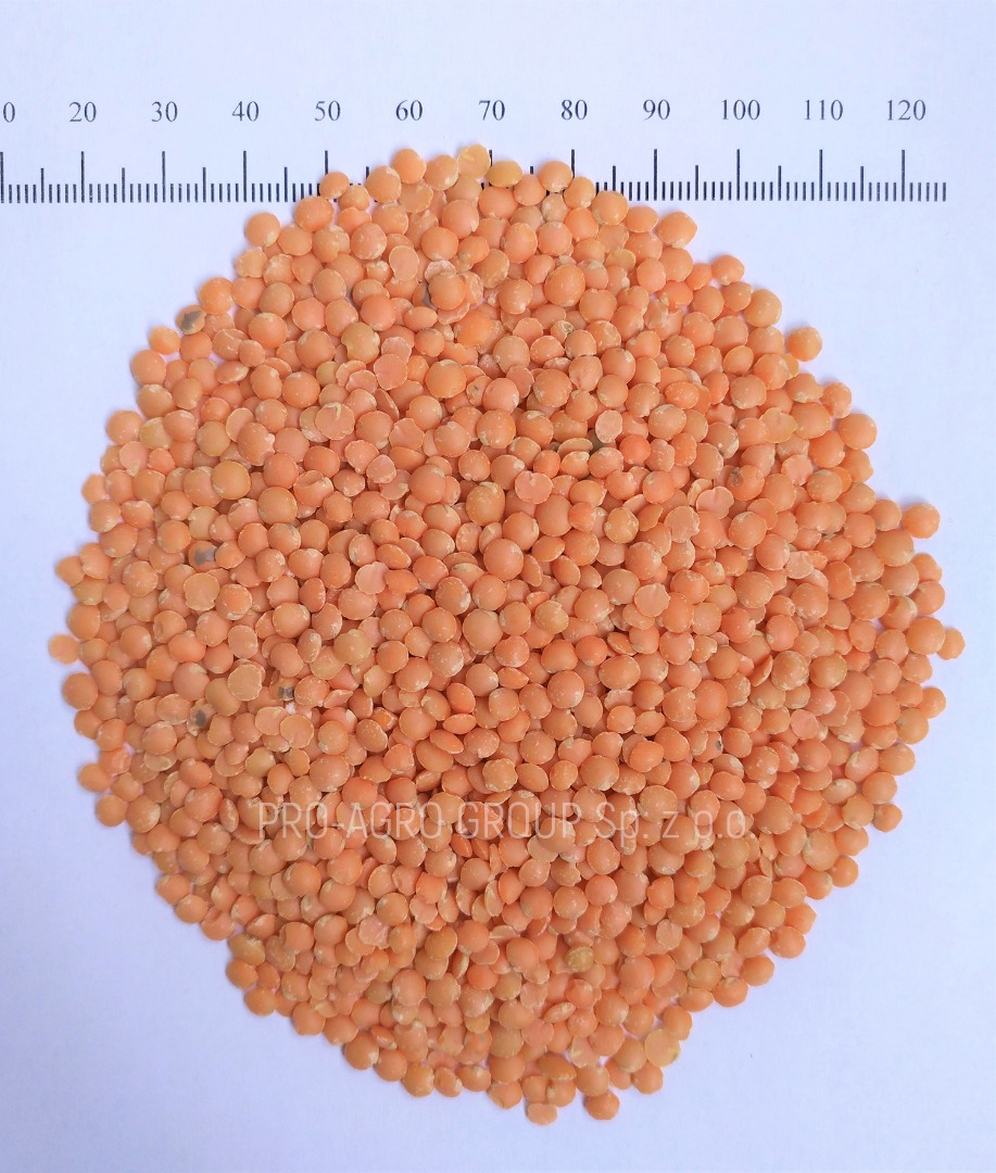 *** Lentil sanded food grade *** Price - 2.75 PLN / kg *** Quality parameters: Purity - 99.9% Humidity - no more than 12.0% Garbage admixtures - 0% Damaged