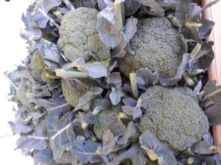 Hello, I sell a good, healthy, 500+ fine broccoli