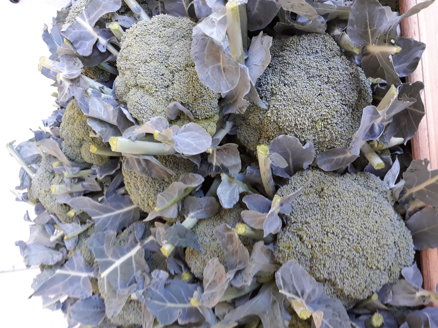 Hello, I sell a good, healthy, 500+ fine broccoli