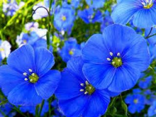 We sell linen in big bags ... Brown linen