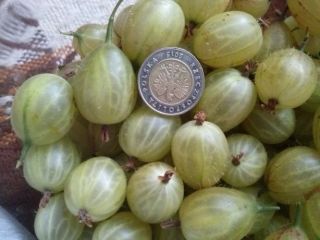 Hello. I will sell gooseberry fruit. Nice, big, sweet