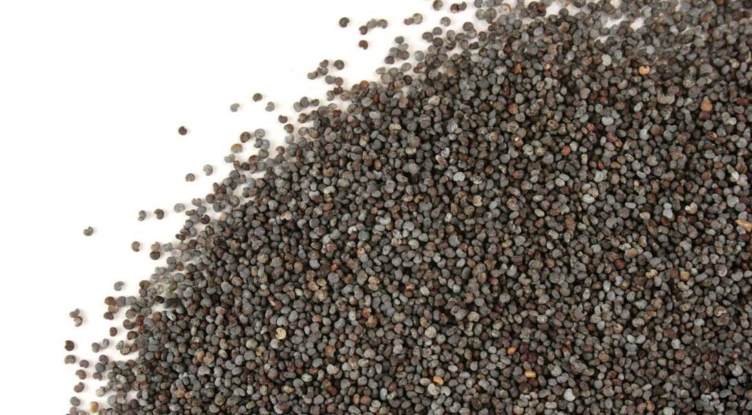 I offer to sell Czech blue poppy, 7.5 tons, 2017