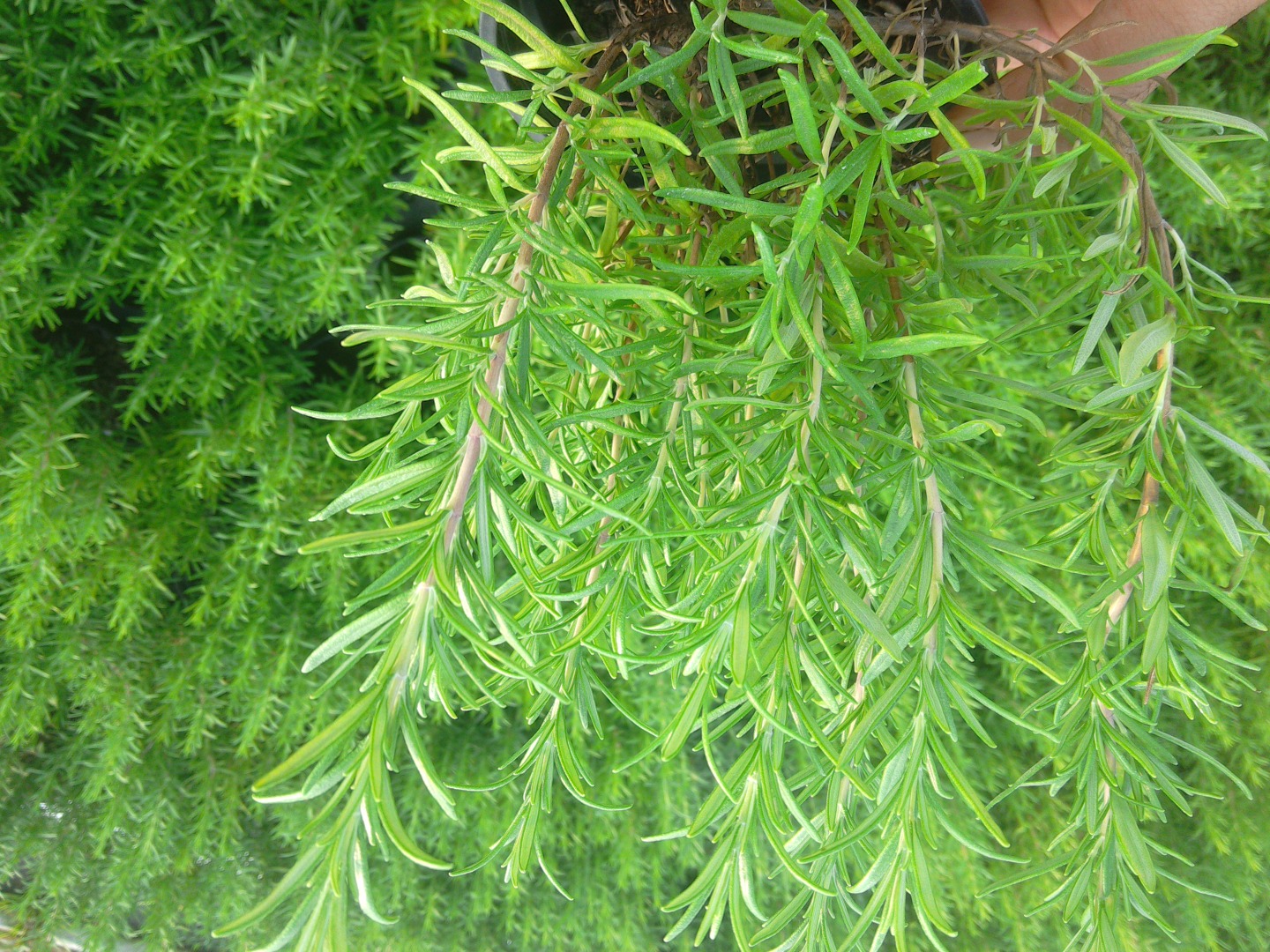I offer rosemary in pots, large, propagated cuttings.In the offer other herbs in pots