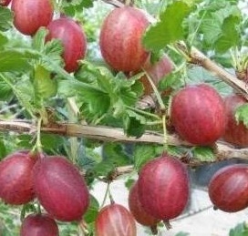 Sell ​​gooseberries for pressing about 15t