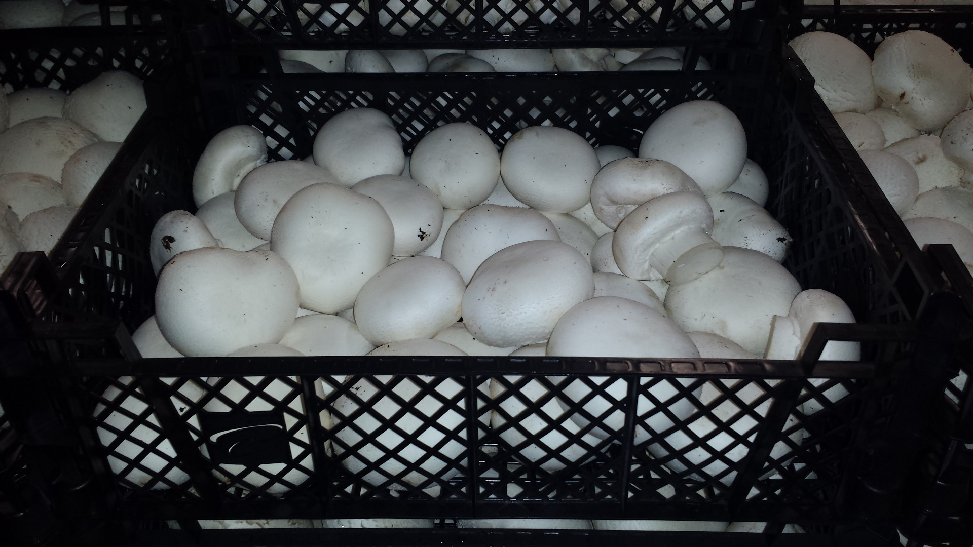 I will buy mushrooms B and AB pallet quantities